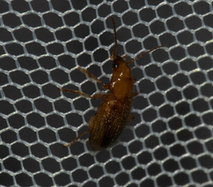 Dicheirotrichus obsoletus