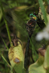 Somatochlora semicircularis