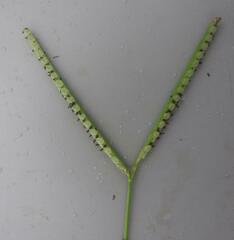 Paspalum distichum