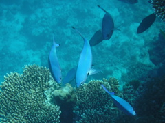 Caesio lunaris