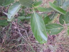 Philenoptera violacea