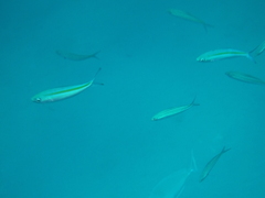 Pterocaesio chrysozona