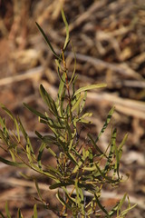 Euclea linearis