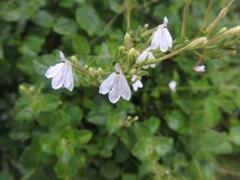 Rhinacanthus xerophilus