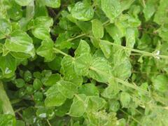 Rhinacanthus xerophilus
