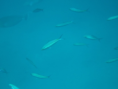 Caesio striata