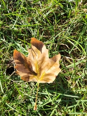 Platanus occidentalis
