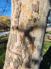 Platanus occidentalis