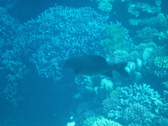 Kyphosus cinerascens