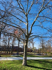 Platanus occidentalis