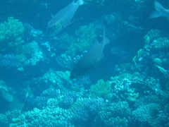 Kyphosus cinerascens