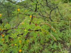 Vachellia borleae