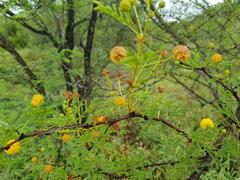 Vachellia borleae