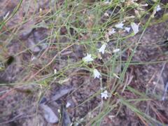 Wahlenbergia virgata