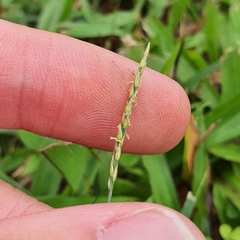 Zoysia matrella