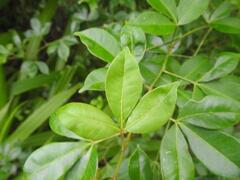Zanthoxylum asiaticum