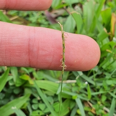 Zoysia matrella