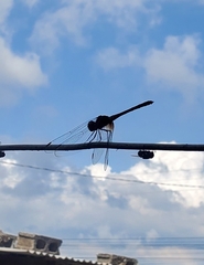 Dythemis rufinervis