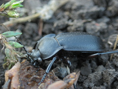 Carabus sibiricus