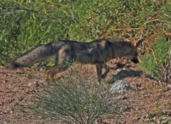 Lycalopex