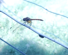 Dythemis rufinervis