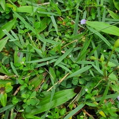 Zoysia matrella
