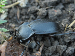 Carabus sibiricus