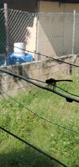 Dythemis rufinervis
