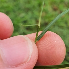 Zoysia matrella