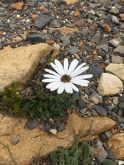 Dimorphotheca nudicaulis