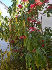 Euphorbia pulcherrima