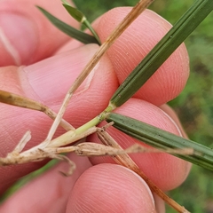 Zoysia matrella