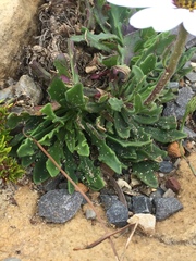 Dimorphotheca nudicaulis