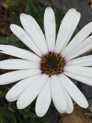 Dimorphotheca nudicaulis