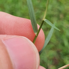 Zoysia matrella