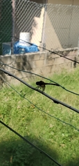 Dythemis rufinervis