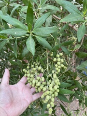 Conocarpus