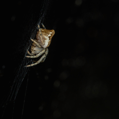 Cyclosa