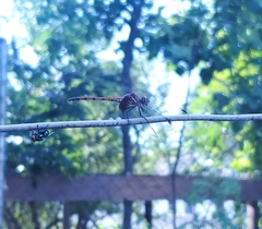 Dythemis rufinervis