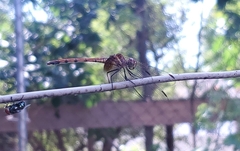Dythemis rufinervis