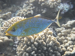 Flavocaranx bajad