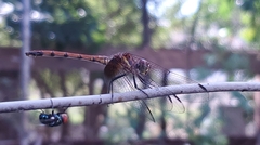 Dythemis rufinervis