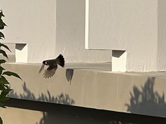 Pycnonotus leucotis
