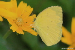 Eurema andersoni