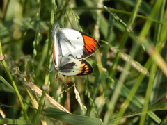 Colotis antevippe