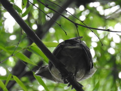 Pachyramphus polychopterus