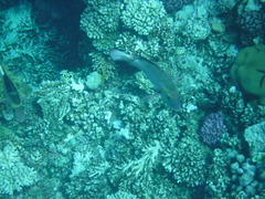 Monotaxis grandoculis