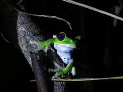 Pelodryadidae