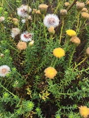 Chrysocoma coma-aurea