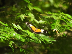 Heliconius hecale
